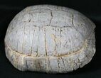 Nice Fossil Tortoise (Stylemys) - South Dakota #31517-6
